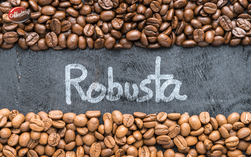 ca-phe-nguyen-chat-robusta-viet-nam-duoc-san-don-tro-lai-nam-2026 (3)